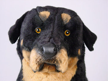 "Indo" Rottweiler