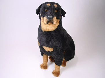 "Indo" Rottweiler