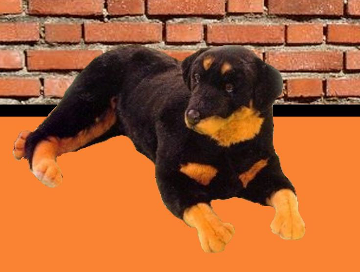 "Jake" Rottweiler