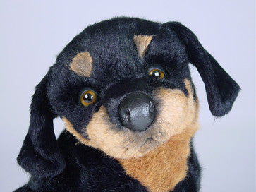 "Basko" Rottweiler