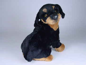 "Basko" Rottweiler