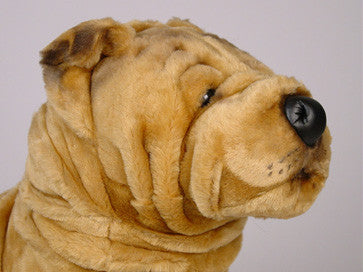"Nikko" Chinese Shar-Pei