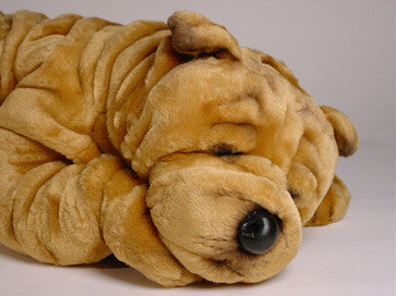 "Roly" Chinese Shar-Pei