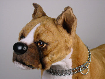 "Rocky" Boxer