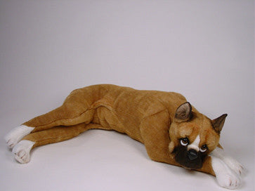 "Lucy" Boxer