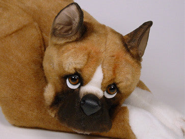 "Lucy" Boxer