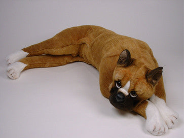 "Lucy" Boxer