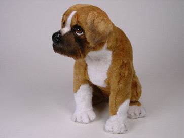 "Brennan" Boxer