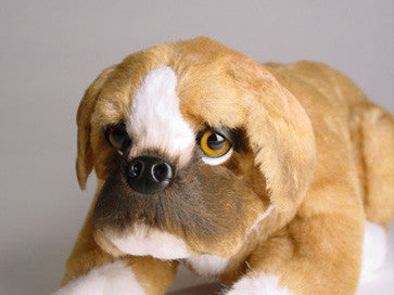 "Bruno" Boxer
