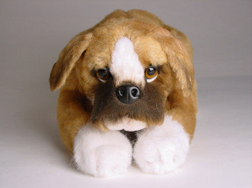 "Bruno" Boxer