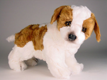 "Schotzie" Saint Bernard