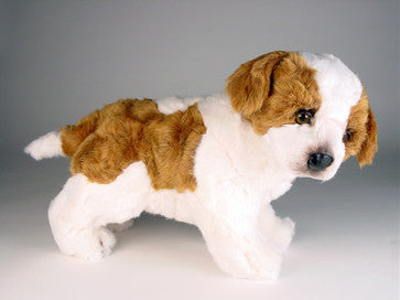 "Schotzie" Saint Bernard