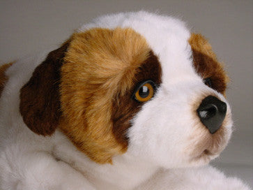 "Klondike" Saint Bernard