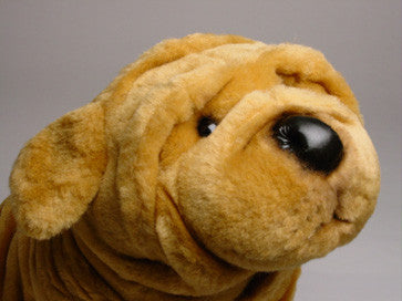 "Alfie" Chinese Shar-Pei