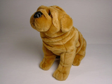 "Alfie" Chinese Shar-Pei