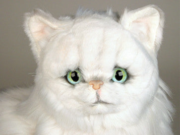"Fancy" Chinchilla Persian