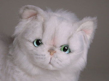 "Cassie" Chinchilla Persian