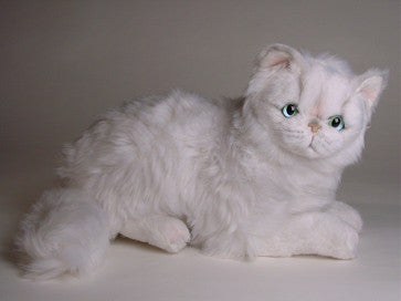"Cassie" Chinchilla Persian