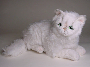 "Cassie" Chinchilla Persian