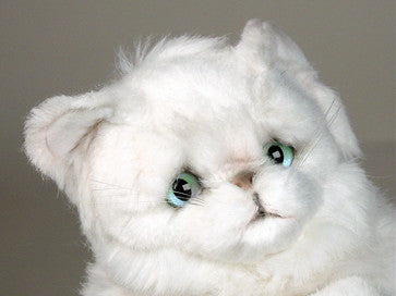 "Snowbell" Chinchilla Persian
