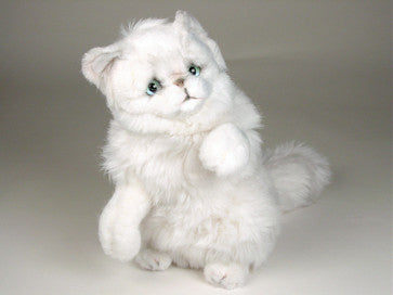 "Snowbell" Chinchilla Persian