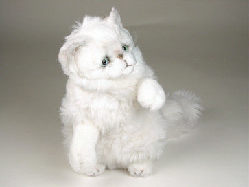 "Snowbell" Chinchilla Persian