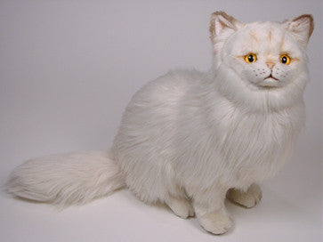 "Crookshanks" Chinchilla Persian