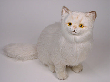 "Crookshanks" Chinchilla Persian