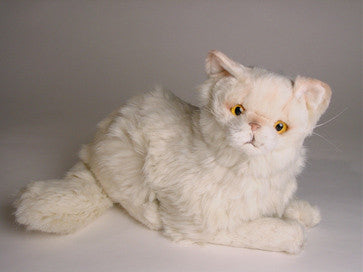 "Sloane" Chinchilla Persian