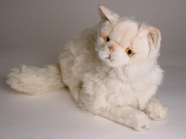 "Sloane" Chinchilla Persian