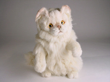 "Tortilla" Chinchilla Persian