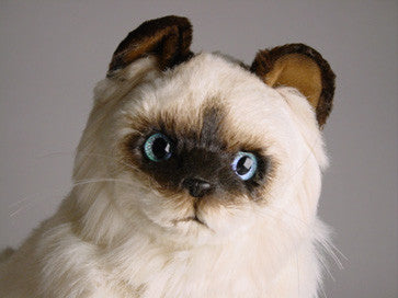 "Sinh" Birman Cat