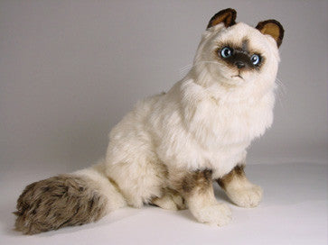 "Sinh" Birman Cat