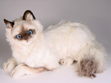 "Vanderbilt" Birman Cat