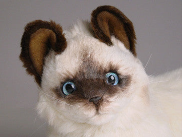 "Xenia" Birman Cat