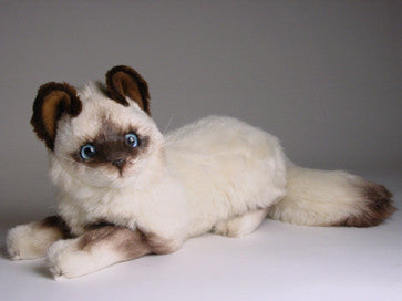 "Xenia" Birman Cat