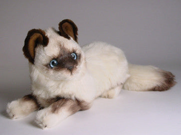 "Xenia" Birman Cat
