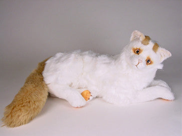 "Yumuk" Turkish Van