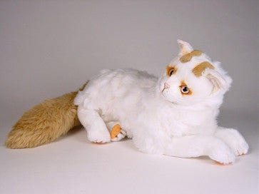 "Yumuk" Turkish Van