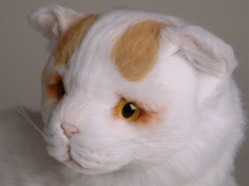 "Lushington" Turkish Van