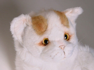 "Minnow" Turkish Van