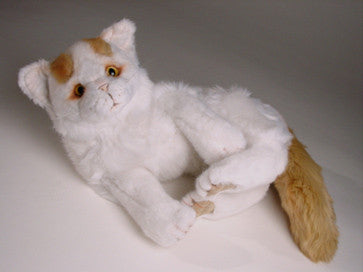 "Minnow" Turkish Van