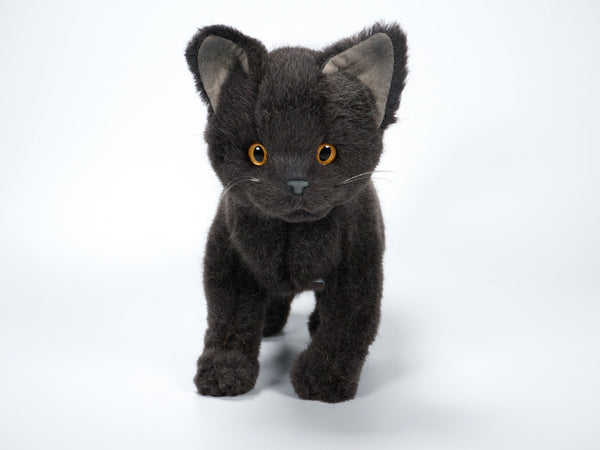 "Salem" Chartreux