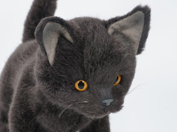 "Salem" Chartreux