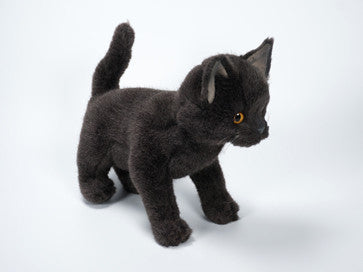"Salem" Chartreux
