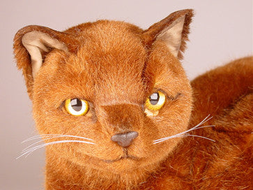 "Tarawood" Burmese Cat
