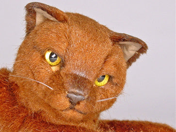 "Caramel" Burmese
