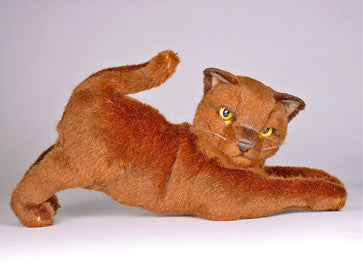 "Caramel" Burmese
