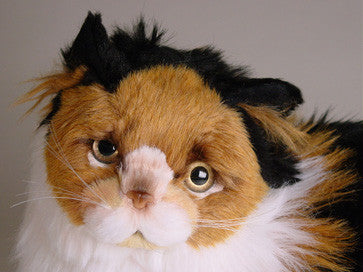 "Casper" Calico