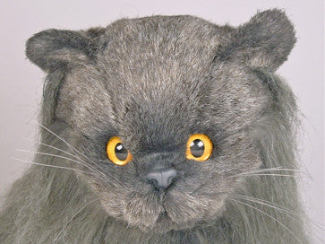 "Fabio" Angora Cat
